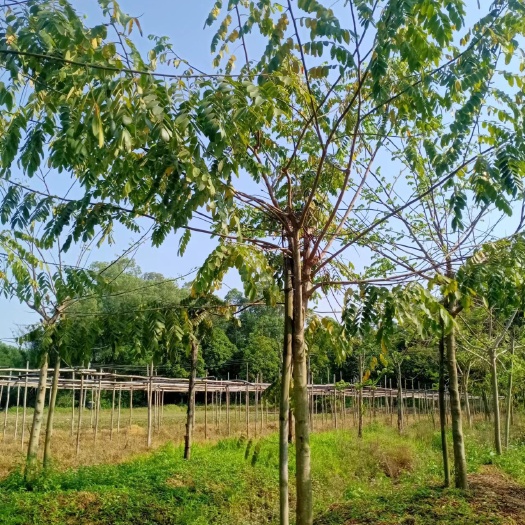  苗木花旗木