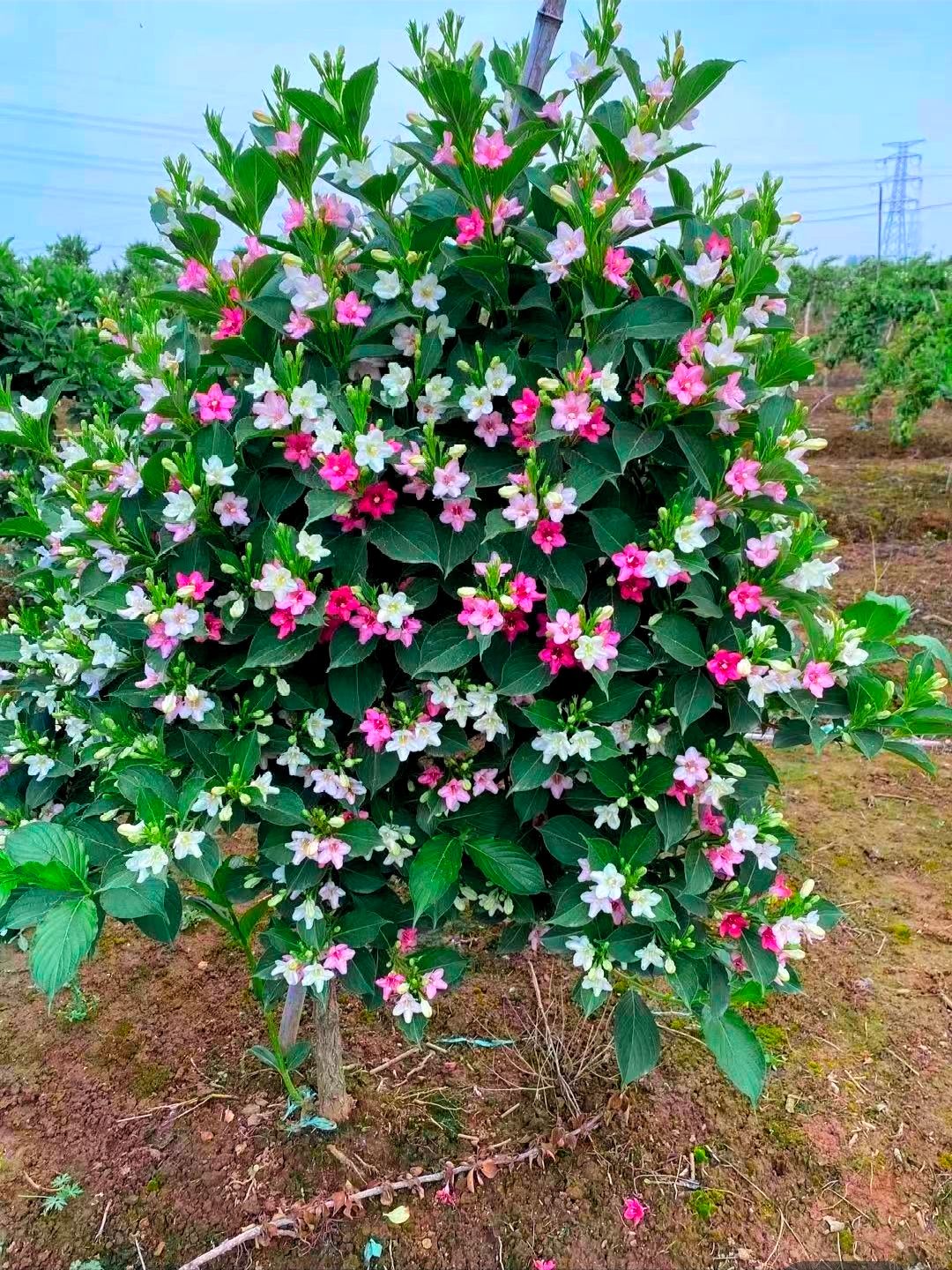 新品五彩锦带花树苗培育基地