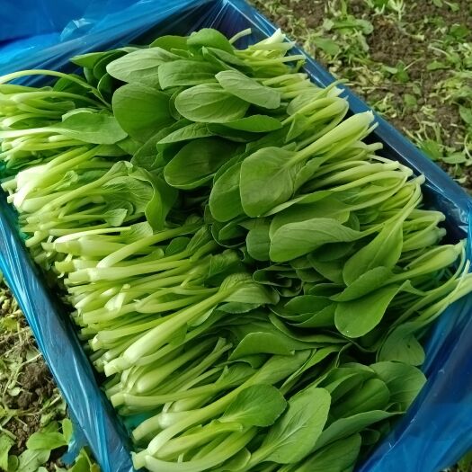 上海鸡毛菜 上海市上海市金山区 8cm以下 