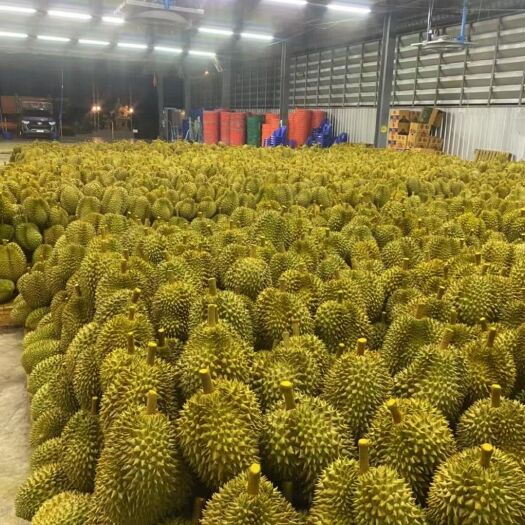 昆明金枕榴莲 泰国榴莲，厂家直发，每天现货