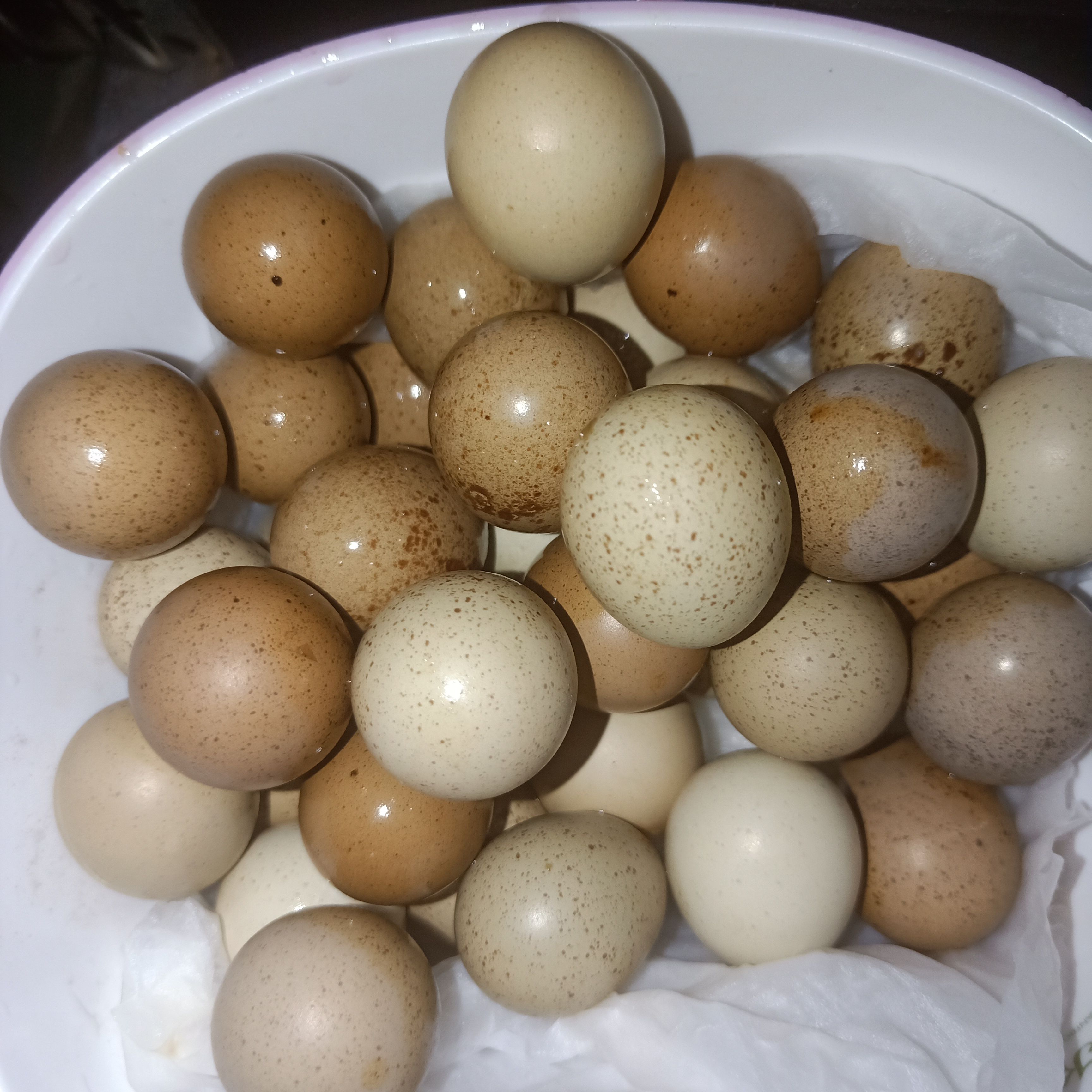 中山市芦丁蛋 芦丁鸡瓦灰黑白红胸礼服蛋种蛋包80%受精