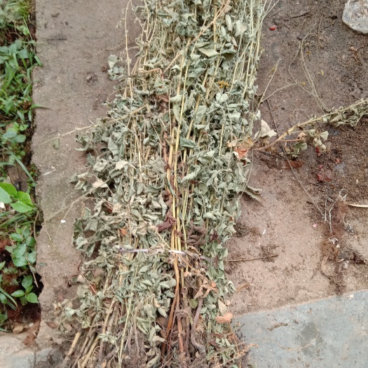 洛南县仙鹤草