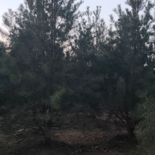 北京 急售白皮松1米至4米的有5万棵