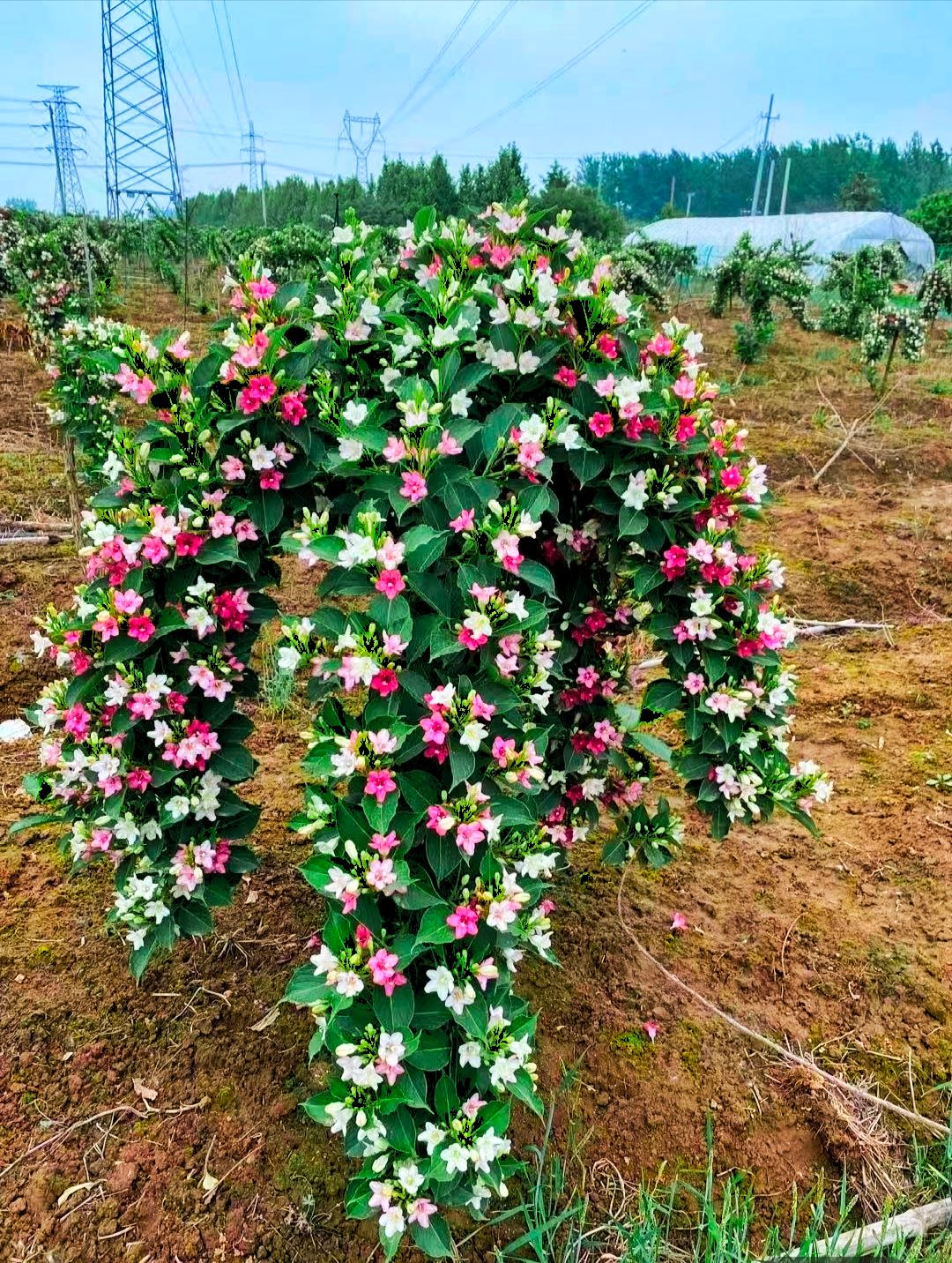 新品五彩锦带花树苗培育基地