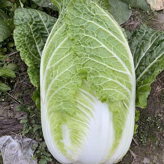 彭州市黄心大白菜 四川基地大白菜直发