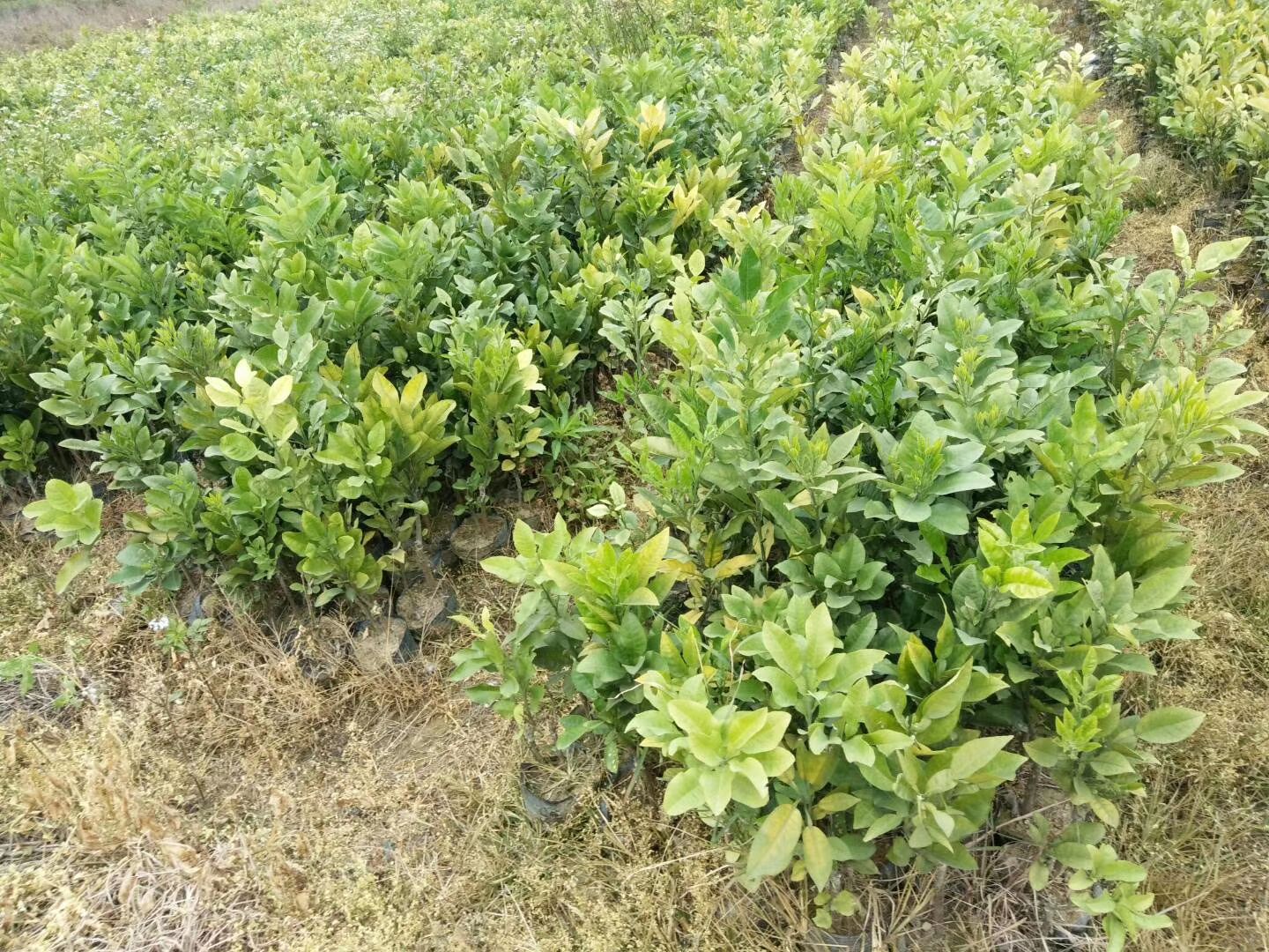 化橘红树苗 橘红树苗