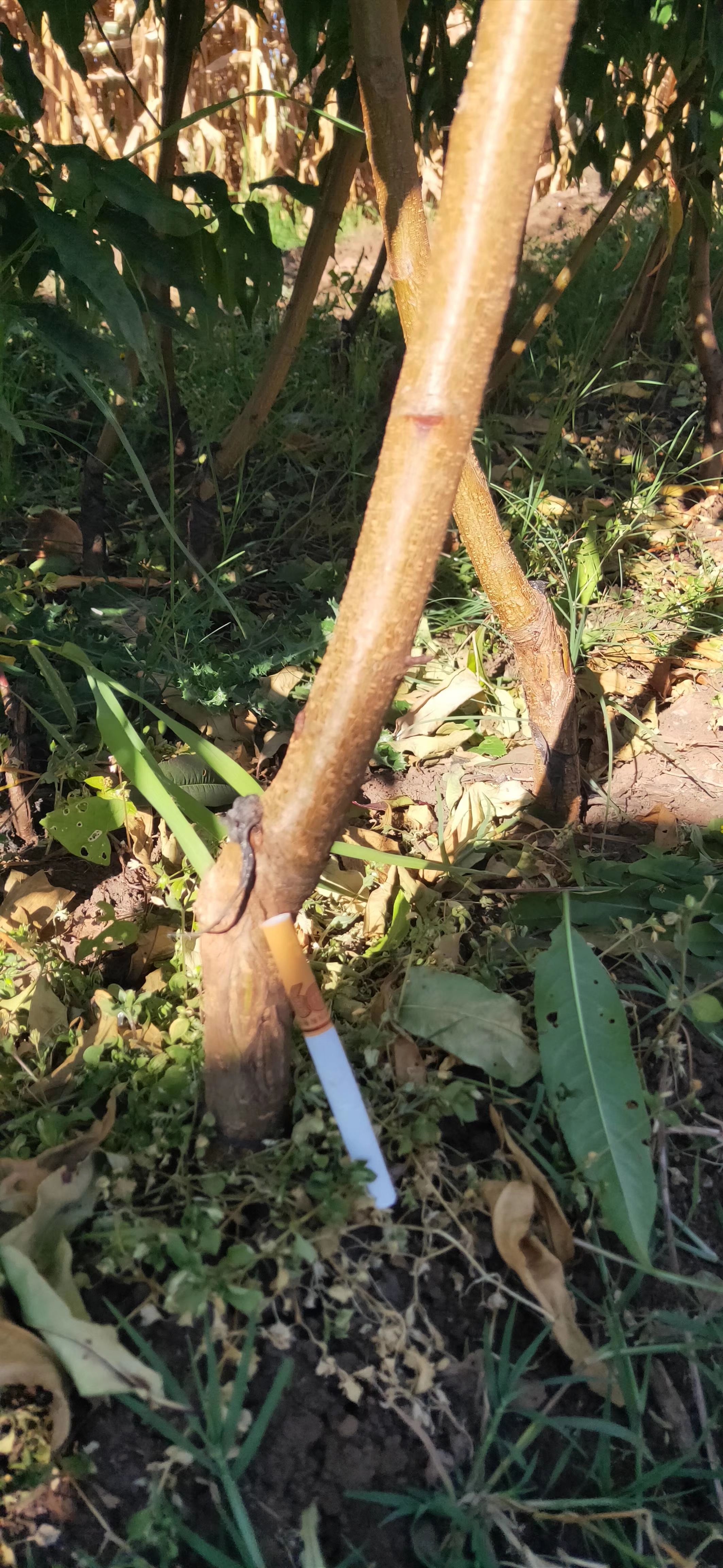 丽江雪桃苗，雪桃苗批发