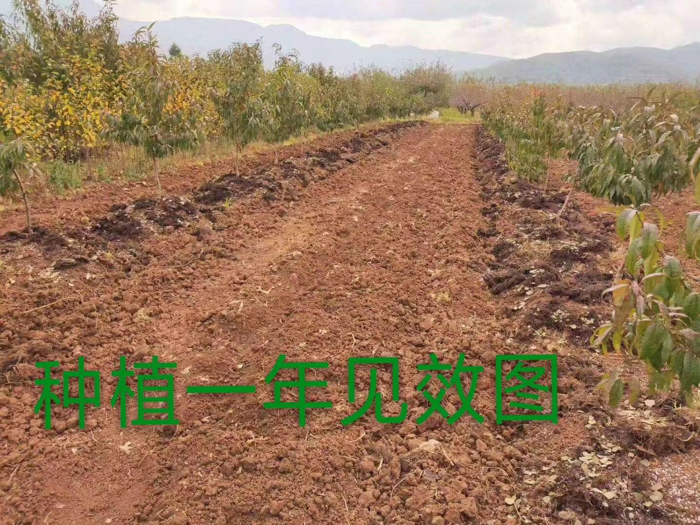 丽江雪桃苗，雪桃苗批发