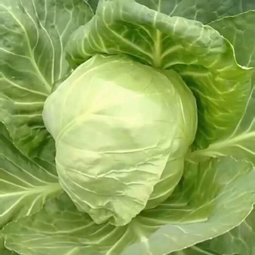 邯郸绿包菜 甘蓝