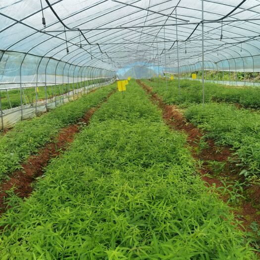 兴义市黄精种苗  淡红花滇黄精苗出售
