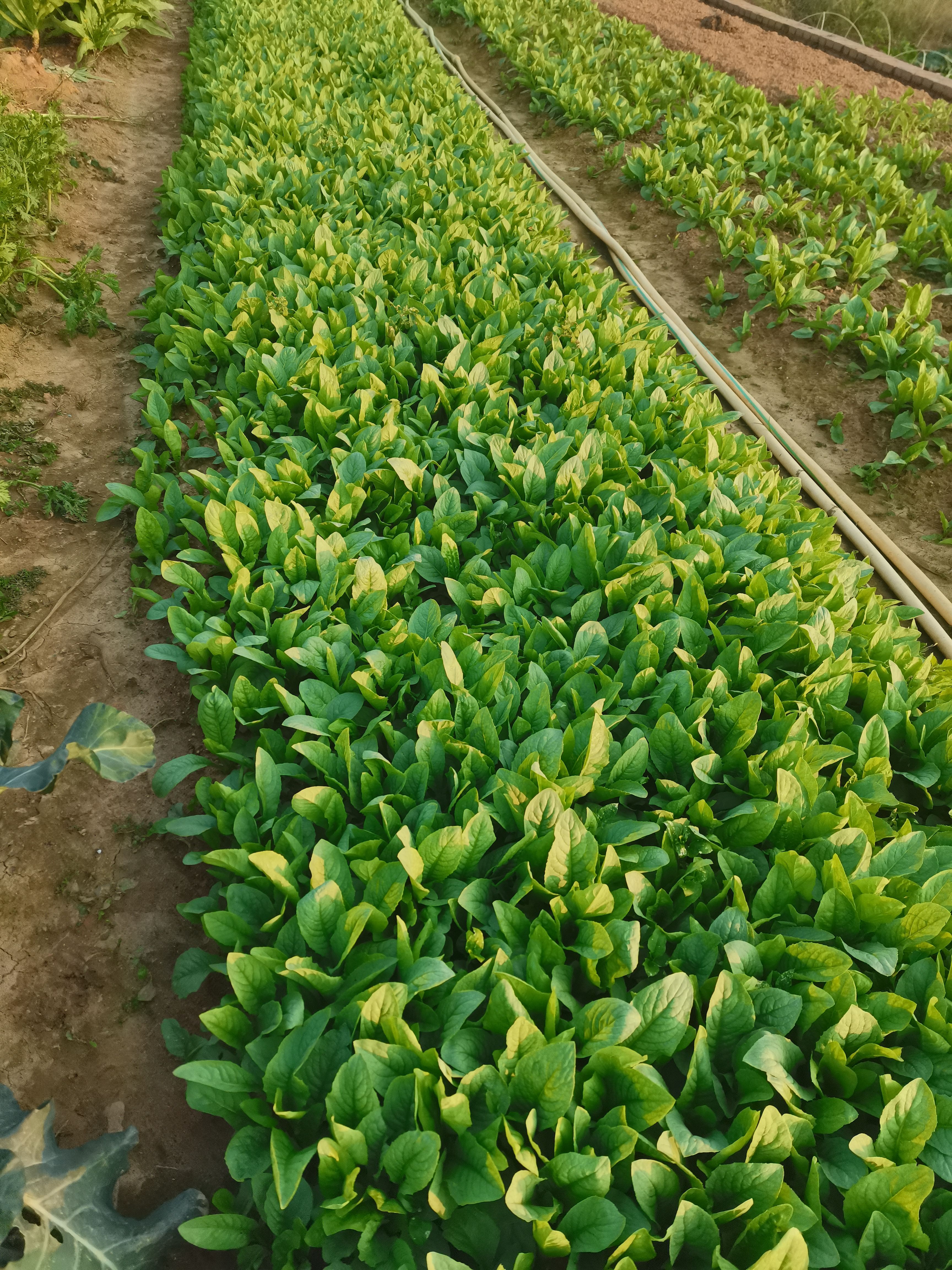 油麦菜苗 高州甜唛菜甜麦菜种籽苦麦菜特软口甘甜带泥发货农场直