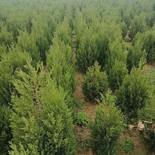 鄢陵县 桧柏