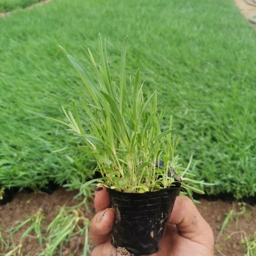 青州市常夏石竹地被石竹种植基地耐寒绿化工程花海营养杯苗