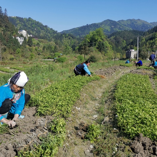 榕江县板蓝根种苗 贵州省榕江县三江乡长岭村大量销售板蓝根苗