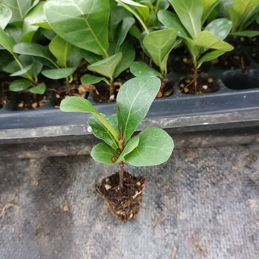 广州琴叶榕盆栽 琴叶榕苗 室内观叶盆栽花卉绿植 净化空气