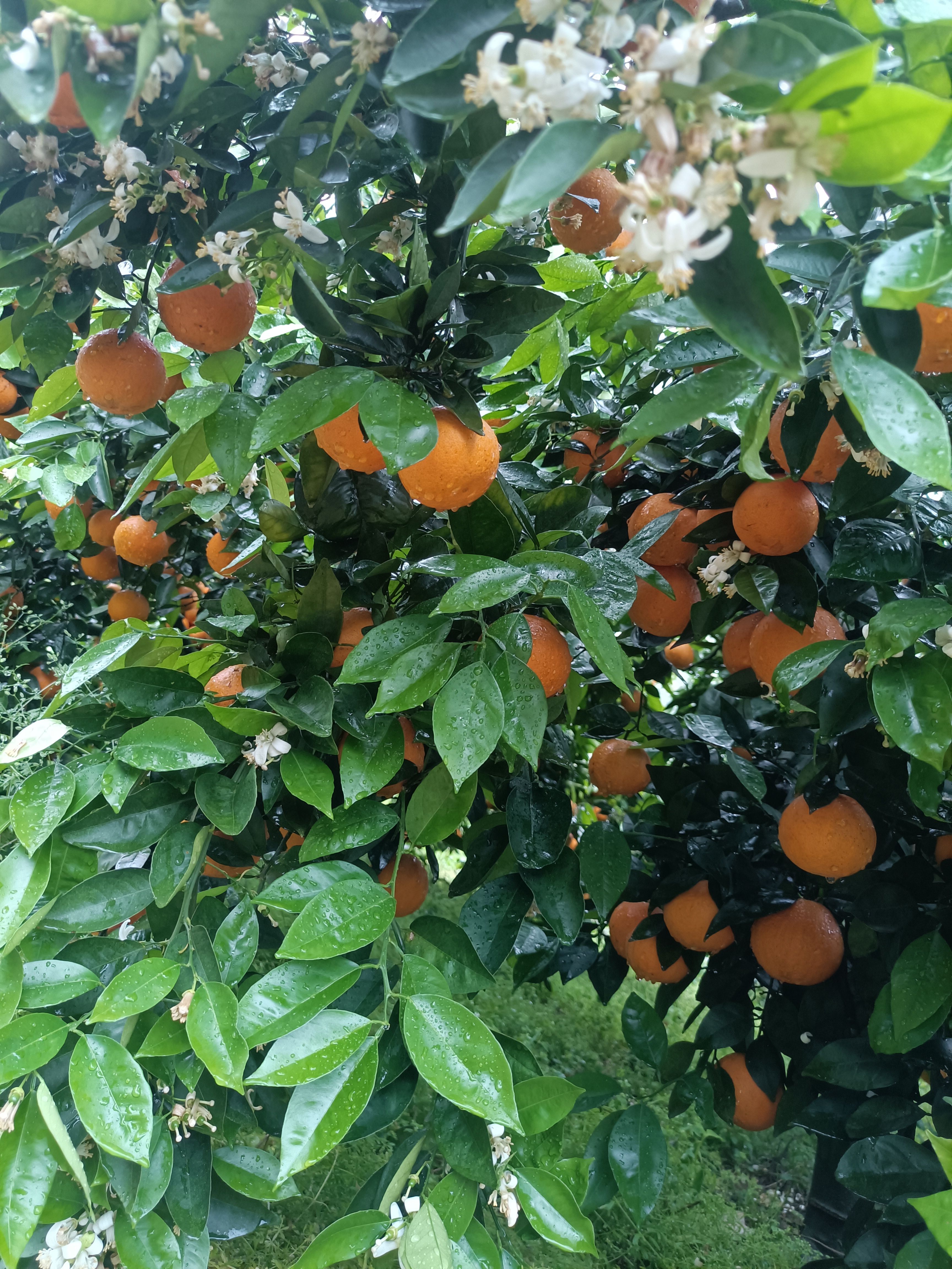夏橙，广西桂林阳朔县，独具特色的山地果，口感爽脆甜中带微酸。