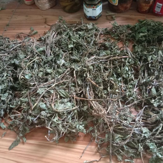 衡阳县鱼腥草