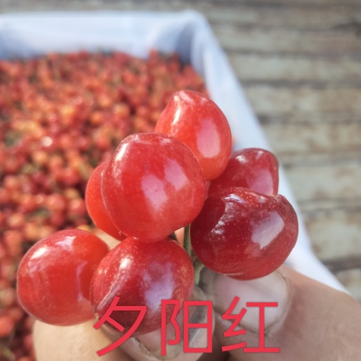 大家好，这里的樱桃上市中，甜度高耐运输货量大，很受广大消费