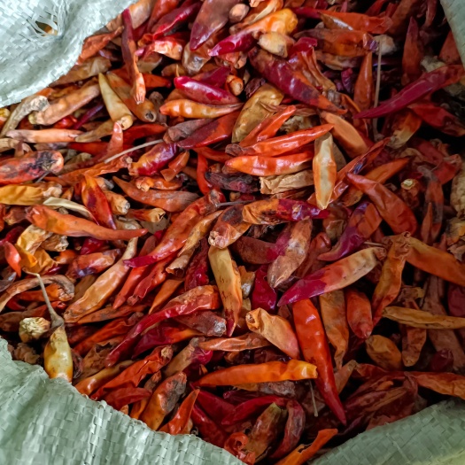 金乡县朝天椒干辣椒 朝天椒干椒花皮