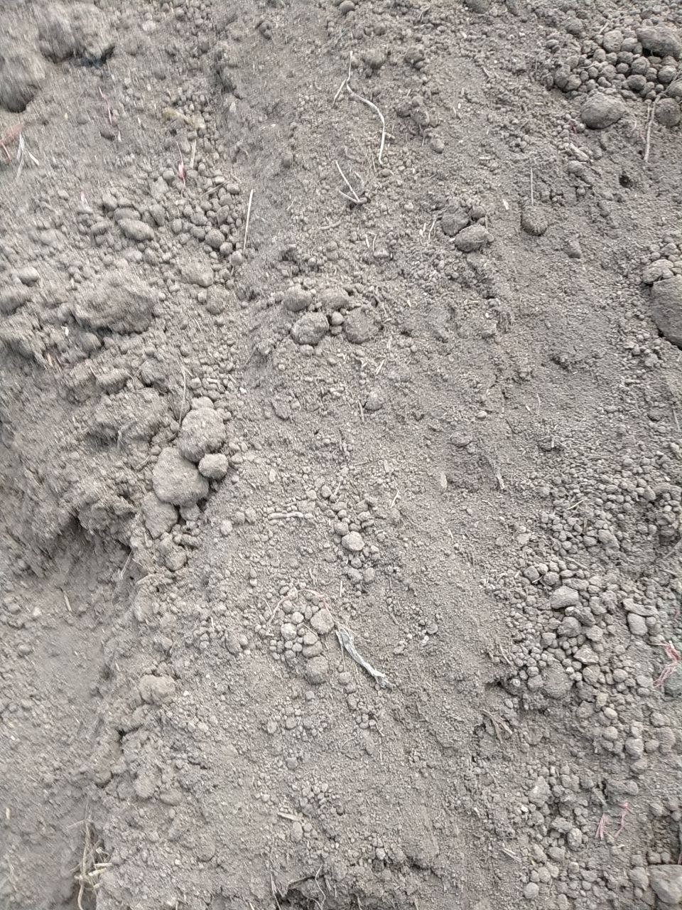 发酵牛粪   牛粪有机肥