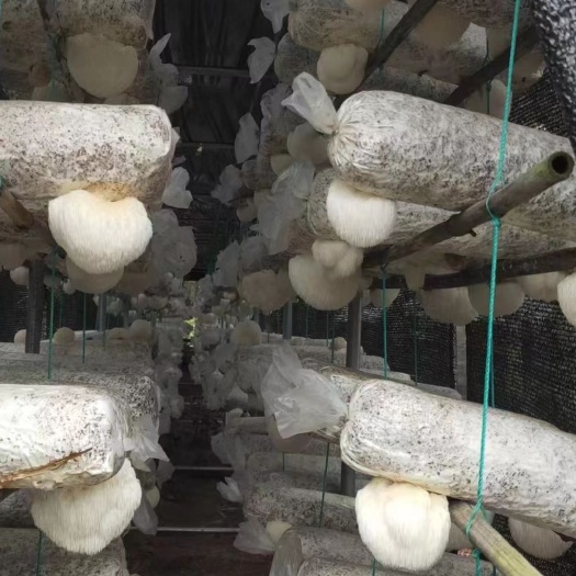 凯里市鲜猴头菇 6cm以上