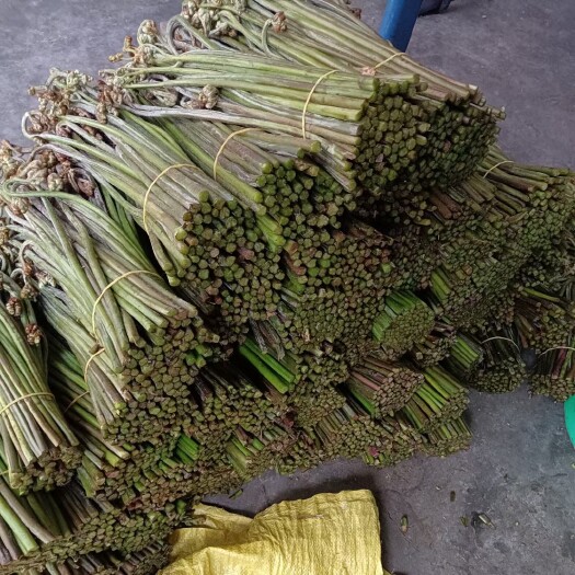 习水县 甜蕨菜发货，大量现货，