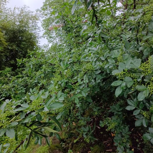 重庆市青花椒 预订新鲜花椒，价格合理可商谈，无中间商！