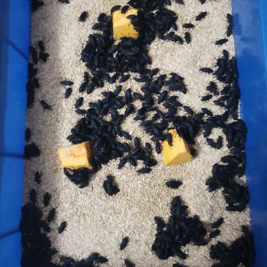 南平大麦虫 甲壳虫