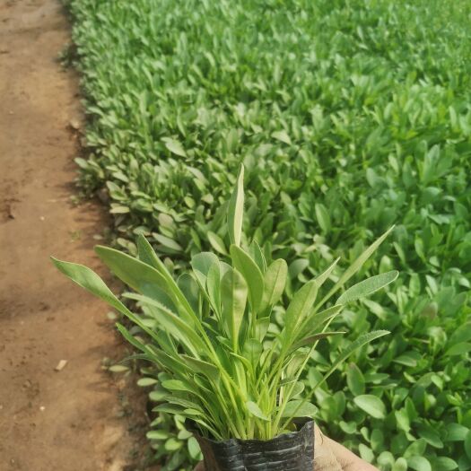 青州市金鸡菊苗 撒种金鸡菊营养杯苗基地种植一杯多苗花海打造绿化工程用苗
