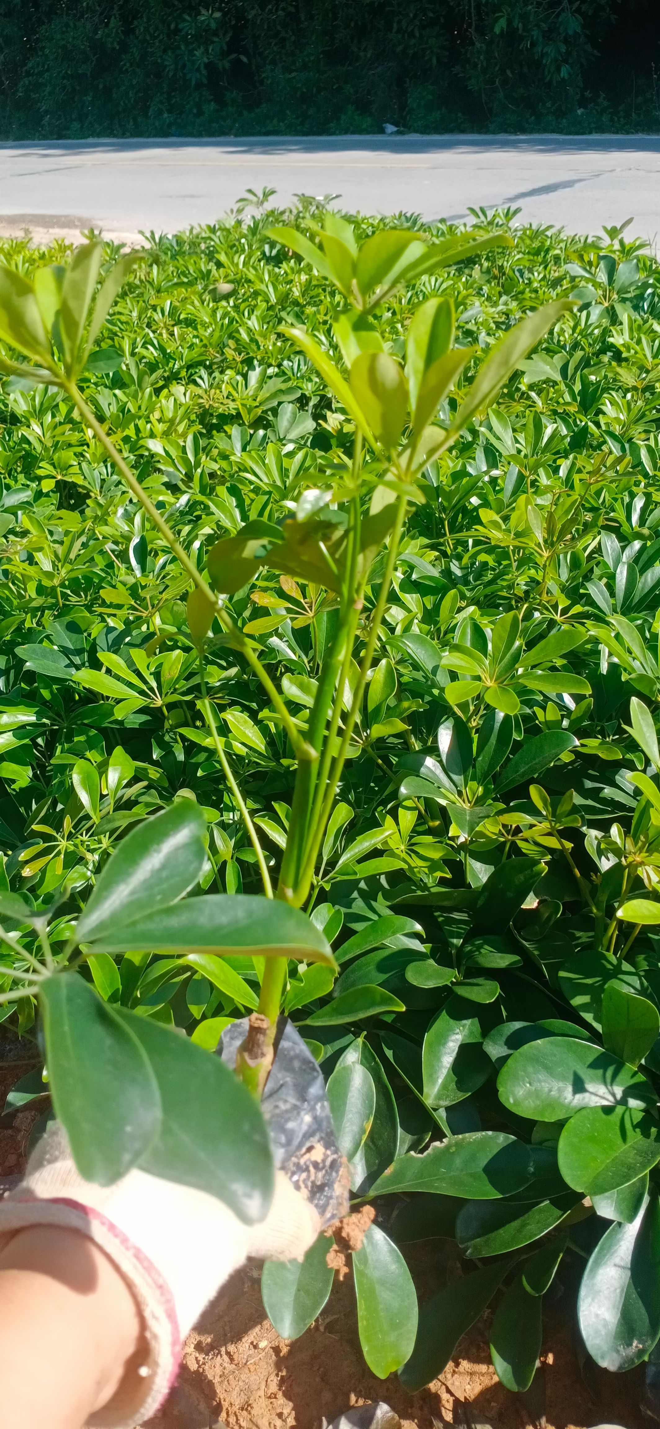 澳洲鸭脚木 鸭脚木