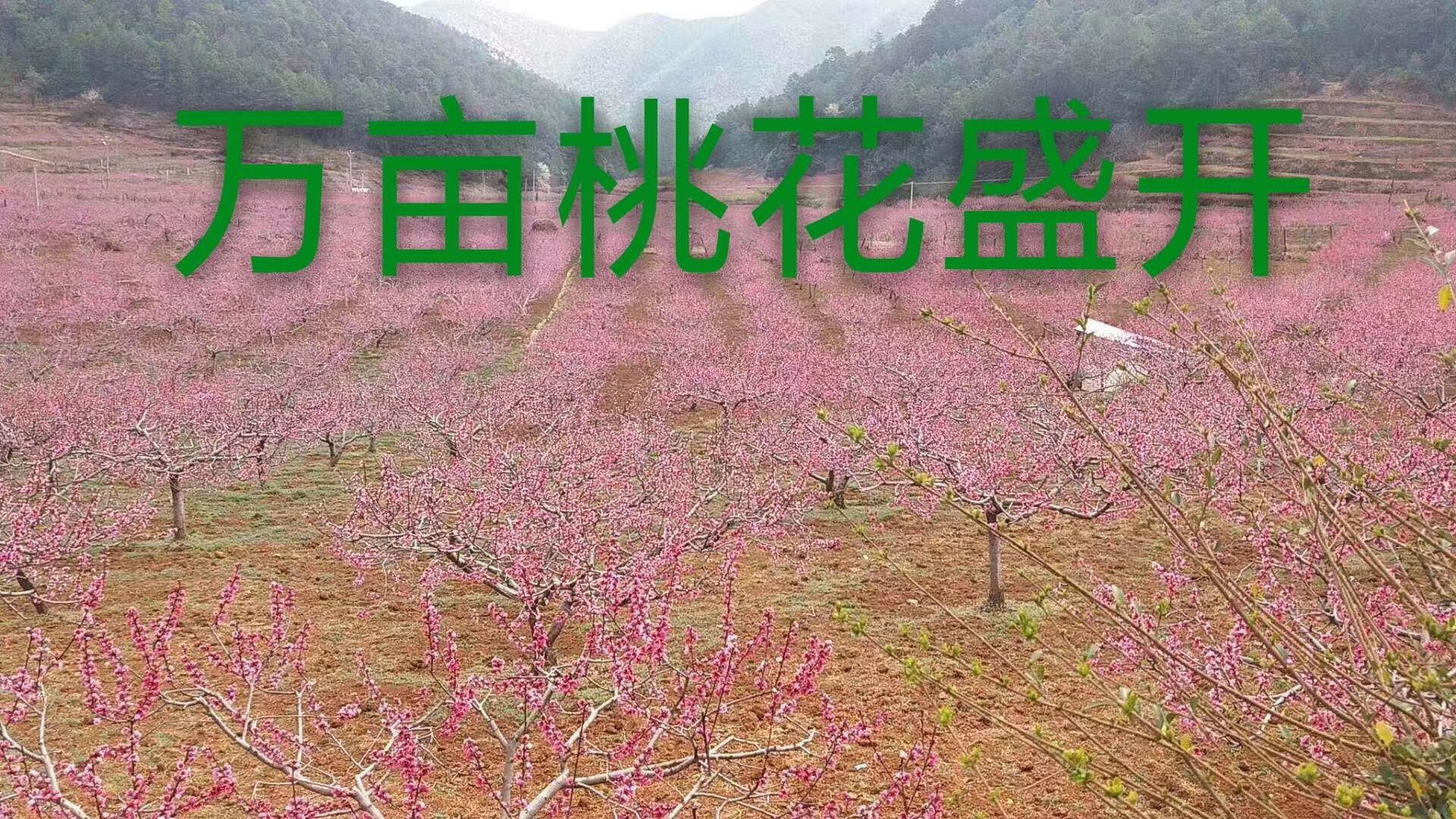 丽江雪桃苗，雪桃苗批发