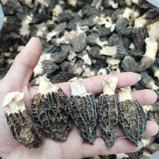 广州 四川羊肚菌—小个头