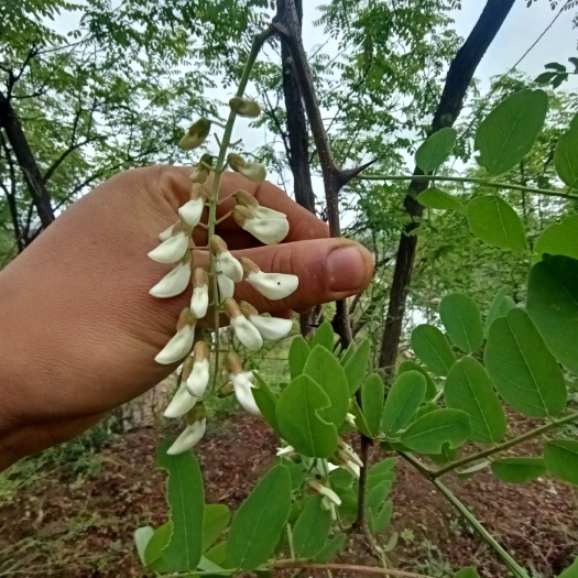 渭南槐树花 又是一年槐花香，秦岭深处新鲜洋槐花大量上市啦