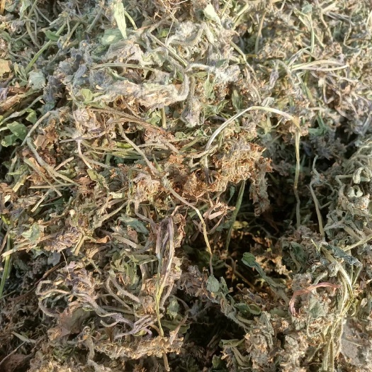 商城县白毛夏枯草金疮小草伏地筋骨草白夏枯草毒草2024新货