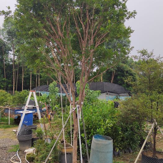 博罗县嘉宝果苗 嘉宝果树