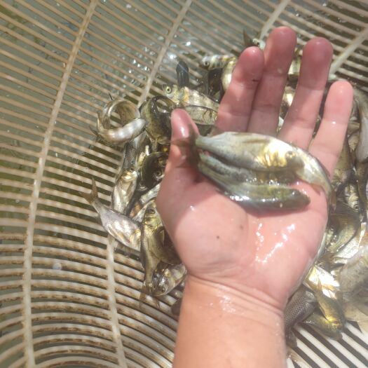 雄鱼苗 花鲢苗50个左右