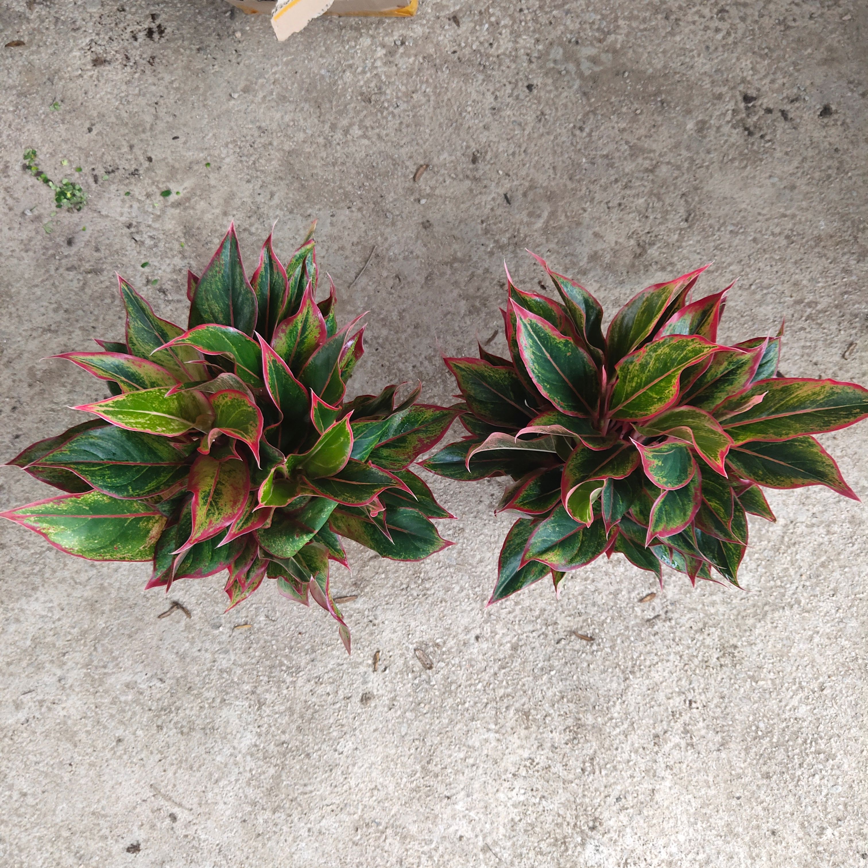 彩叶万年青 万年红150盆（6-8株）