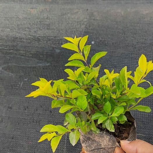 东莞市黄素梅 黄金叶7斤袋，冠幅爆满，颜色靓丽，价格美丽