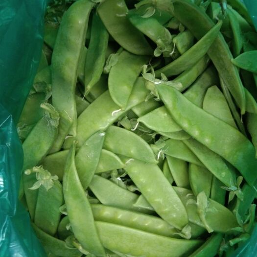 聊城荷兰豆 山东省聊城市东昌府区 