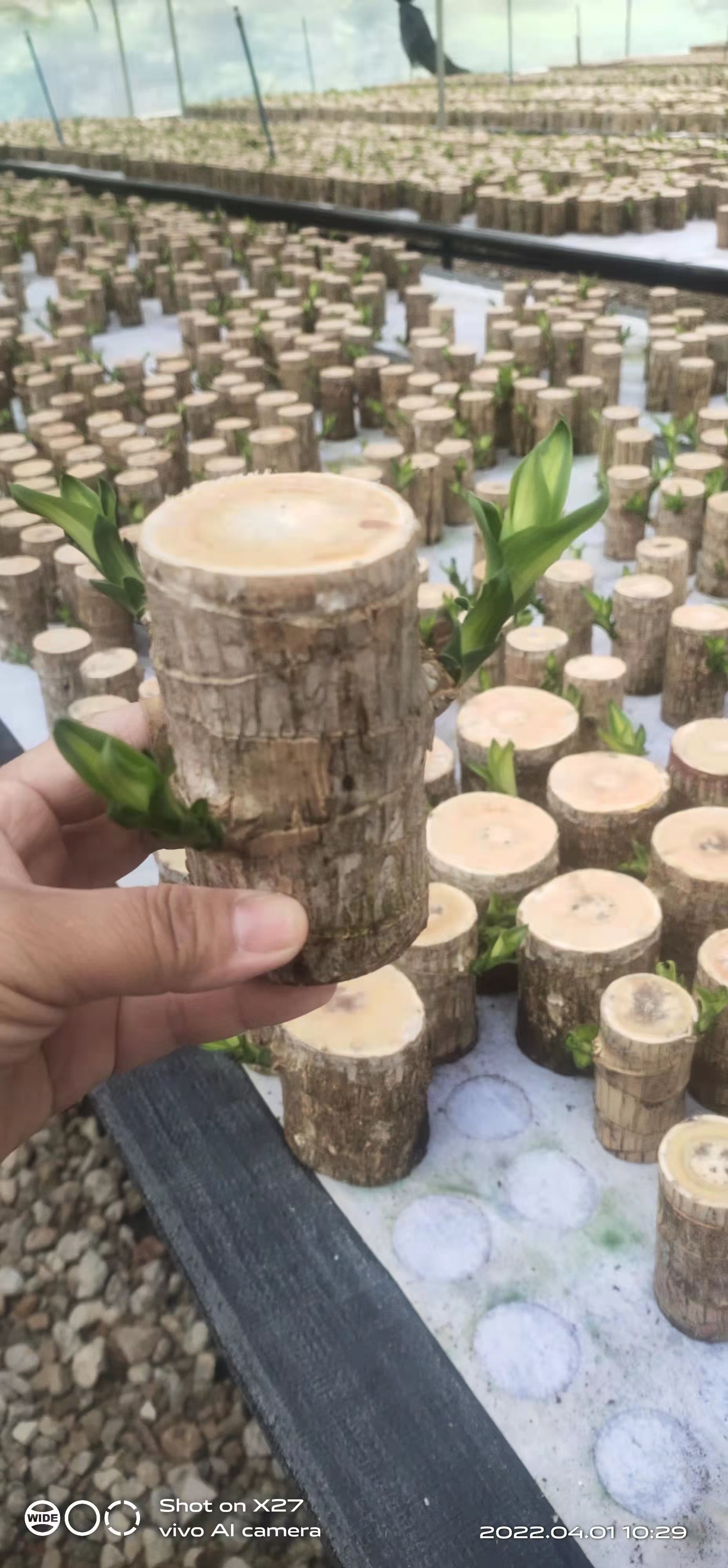 广州巴西木盆栽 巴西木水培幸运木迷你室内盆栽绿植好养四季常青带苞芽小树人植物