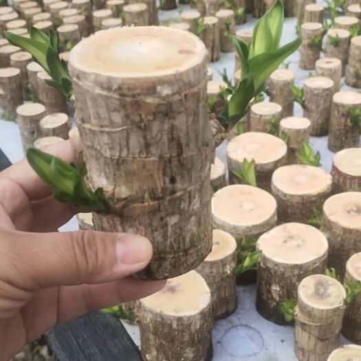 广州巴西木盆栽 巴西木水培幸运木迷你室内盆栽绿植好养四季常青带苞芽小树人植物
