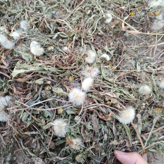临猗县 蒲公英茶 山西运城蒲公英茶，产地直销