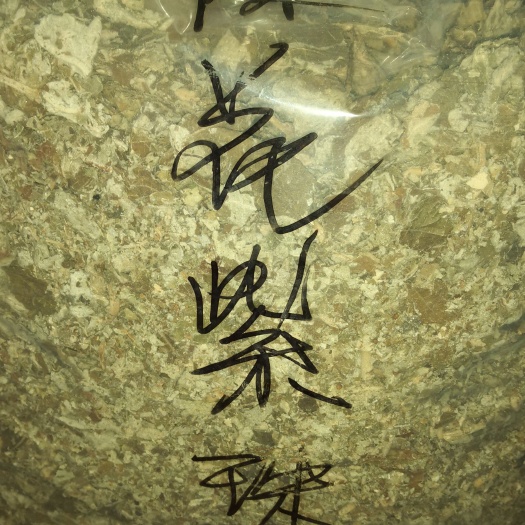 合浦縣 裸花紫珠（葉）