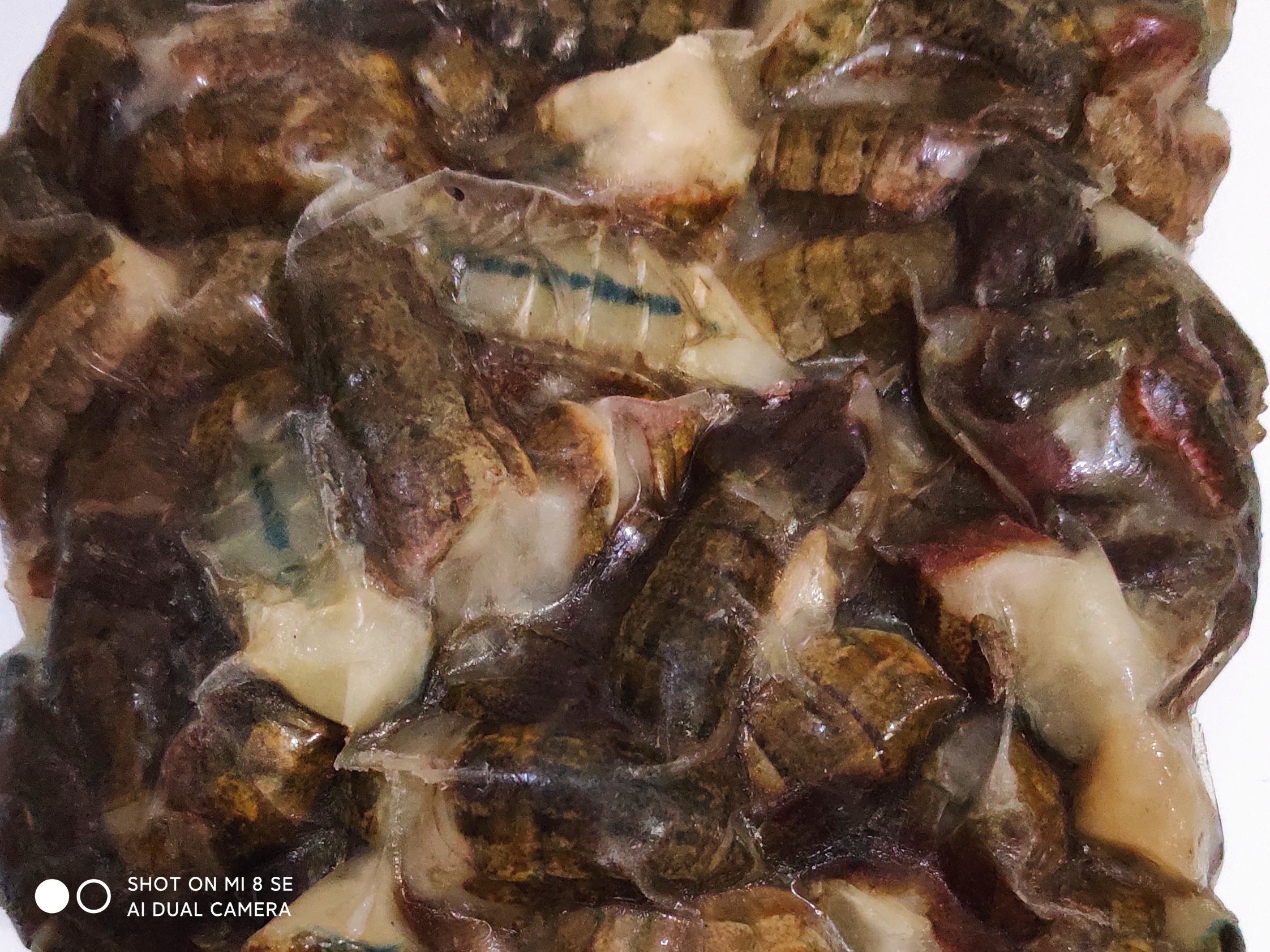 2钱重量的龙虾苗批发