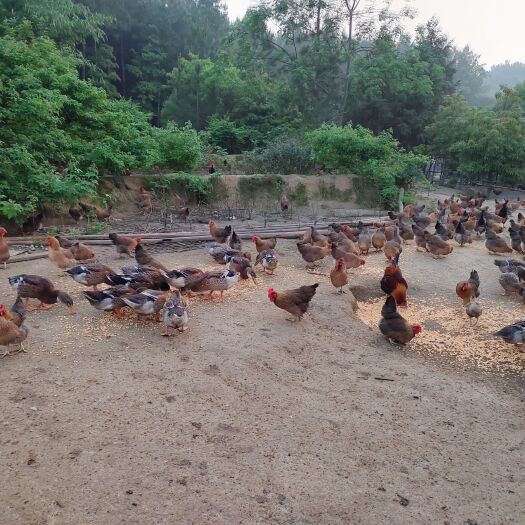 连州市绿壳蛋 中码蛋 绿壳蛋 土鸡蛋 