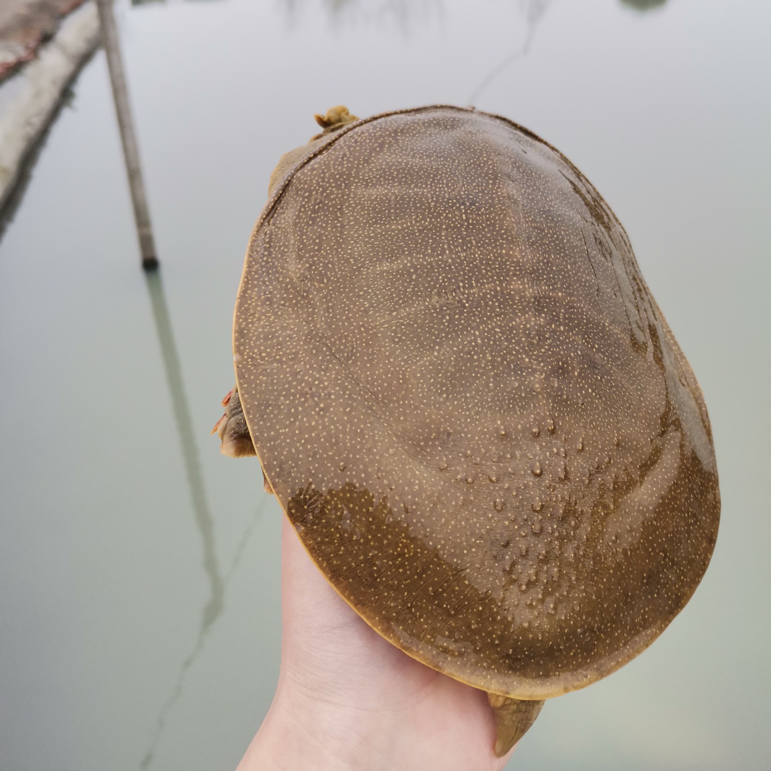 春峰甲魚(yú)生鮮館