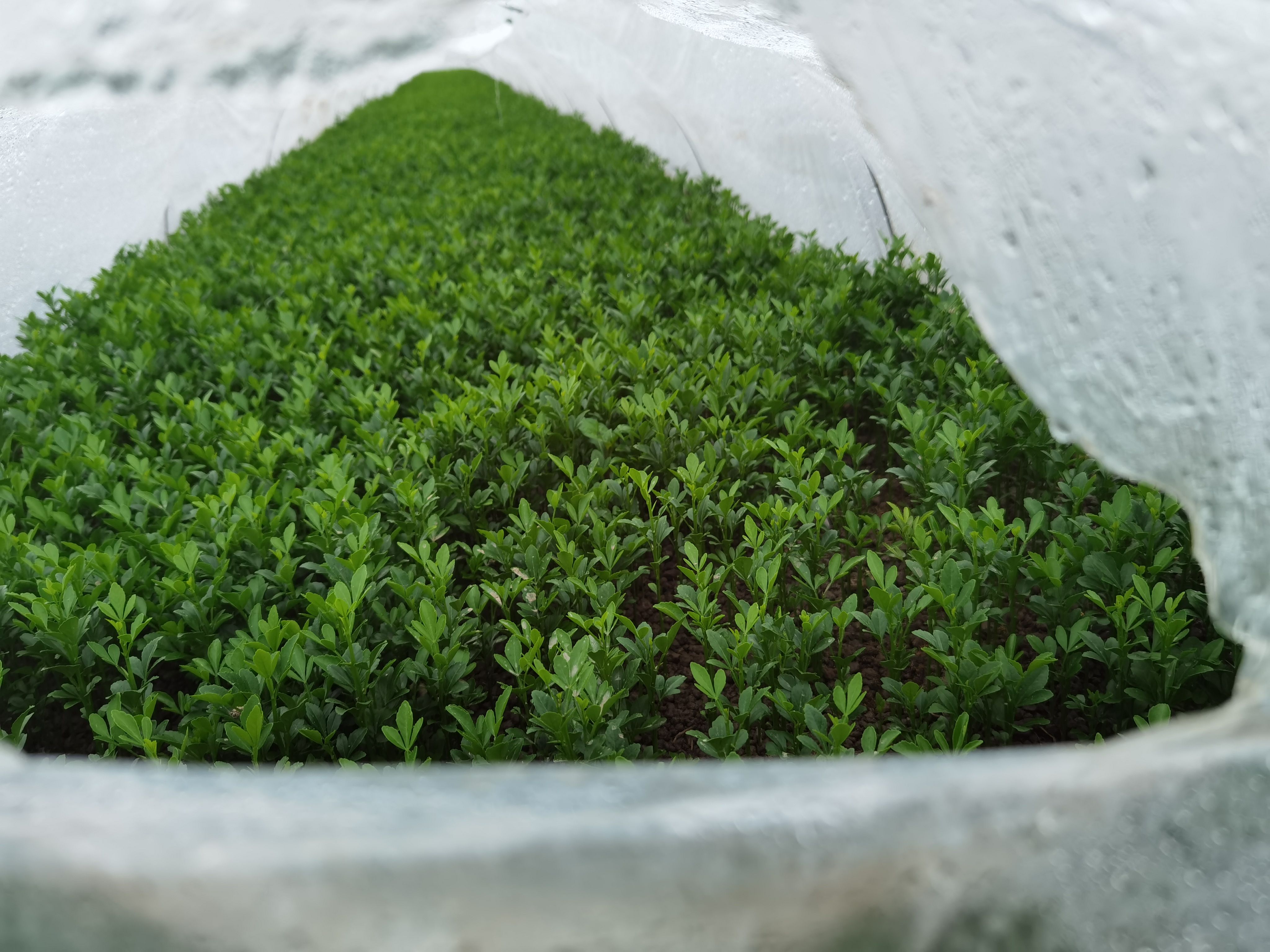 枳壳小苗 枸橘苗 刺苗 浙江绍兴 基地发货 无中间商