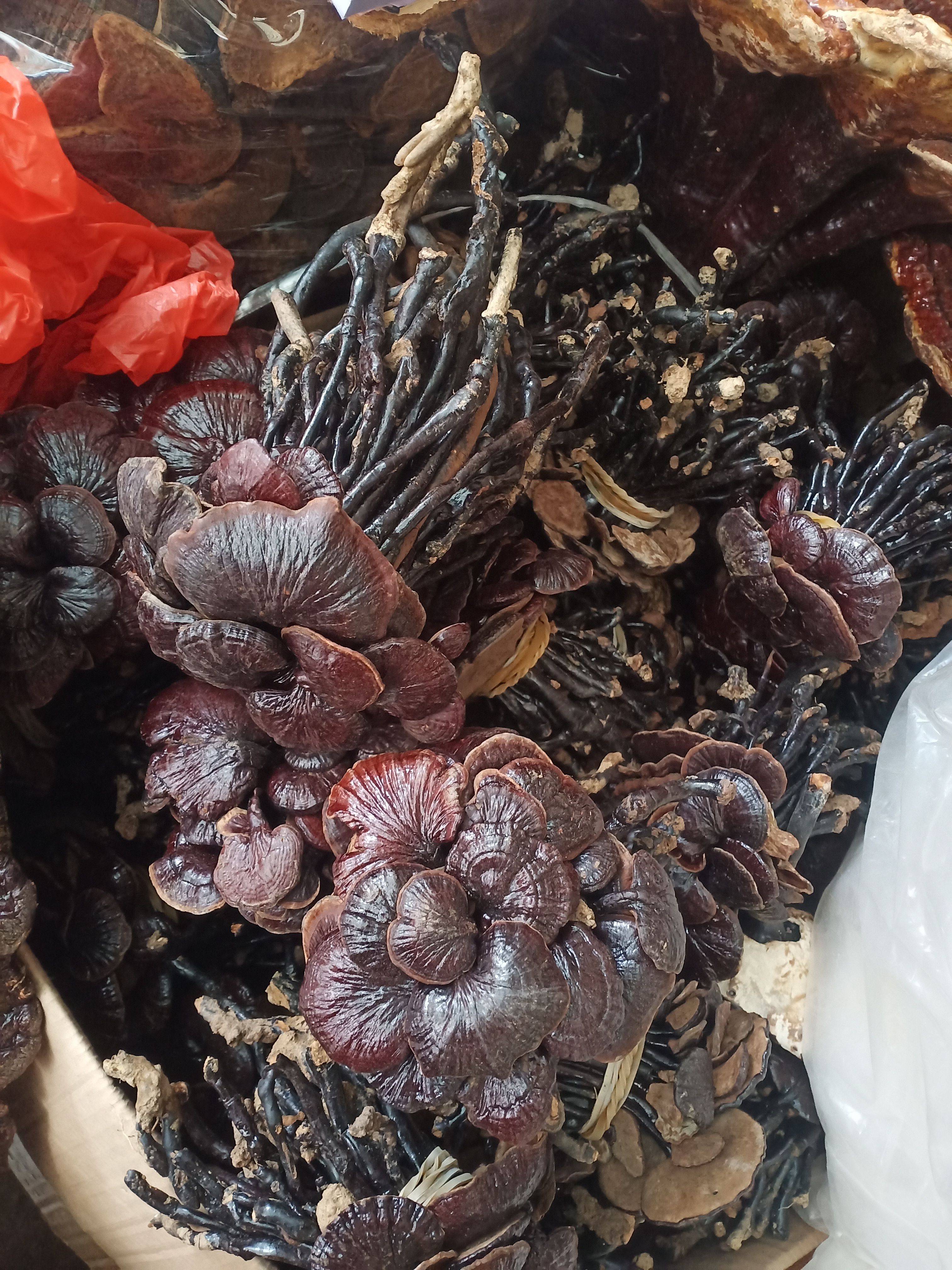 竹灵芝
