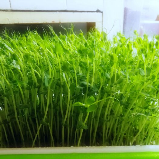 扬州豌豆苗 蔬菜