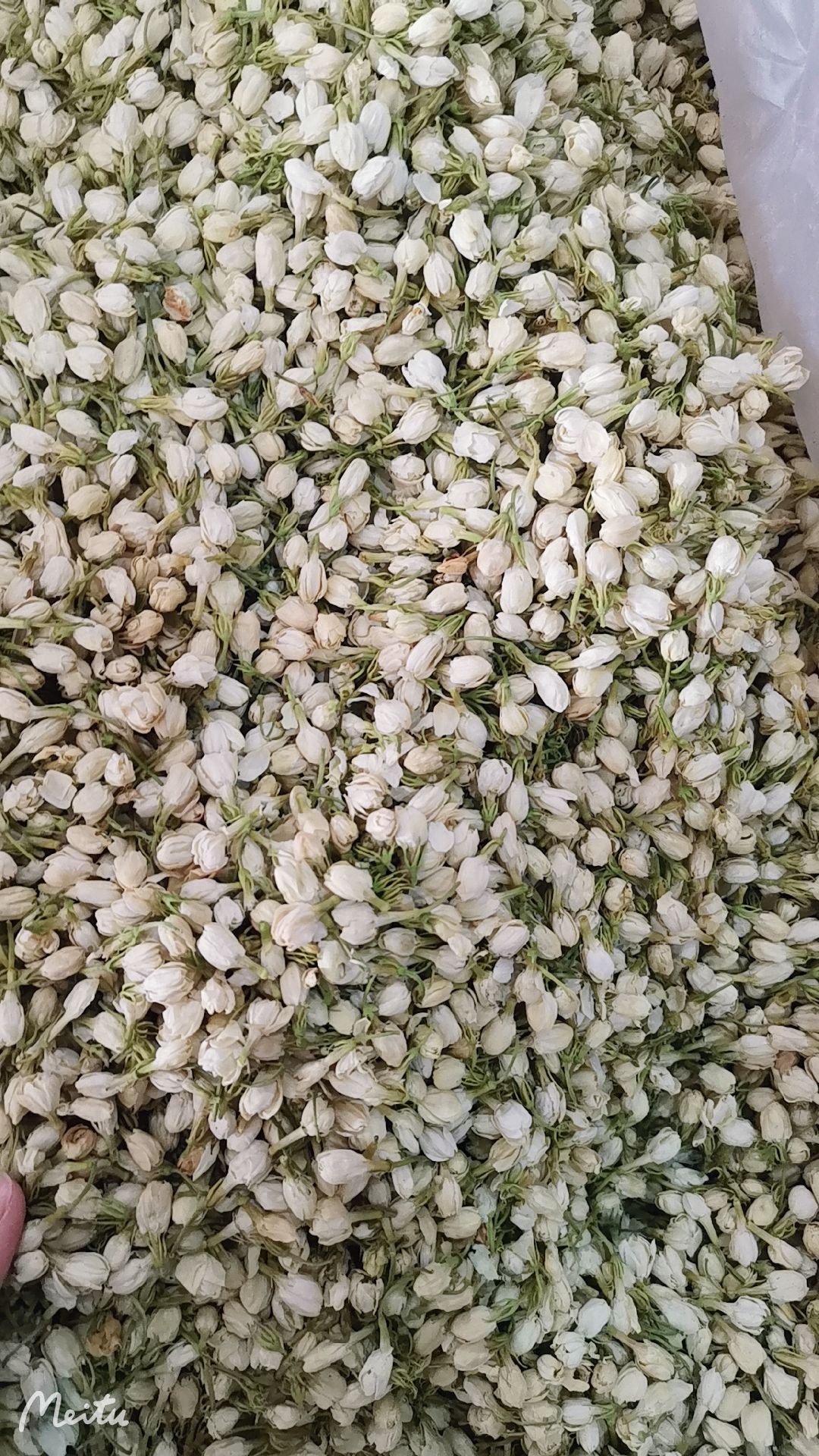 茉莉花茶 无硫净货茉莉花茶 优质精选货源可供实体店批发零售